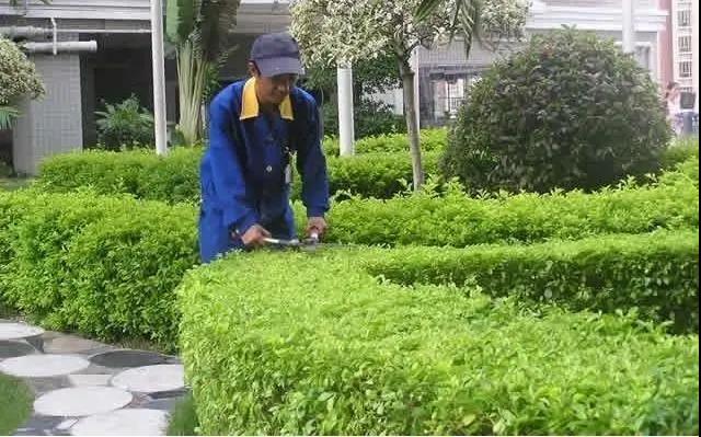 園林綠化工程施工常見誤區(qū)，您中招了嗎?