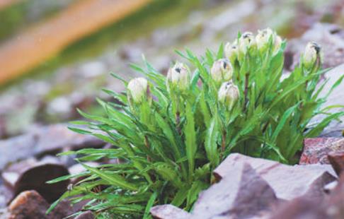 冰天雪地，為何也有植物開花？